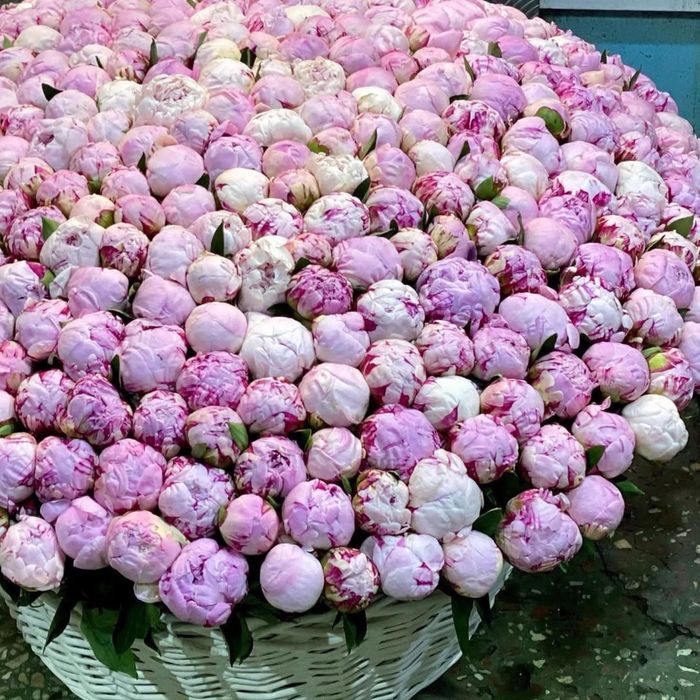 Пионы Тюльпаны Розы цветы букет