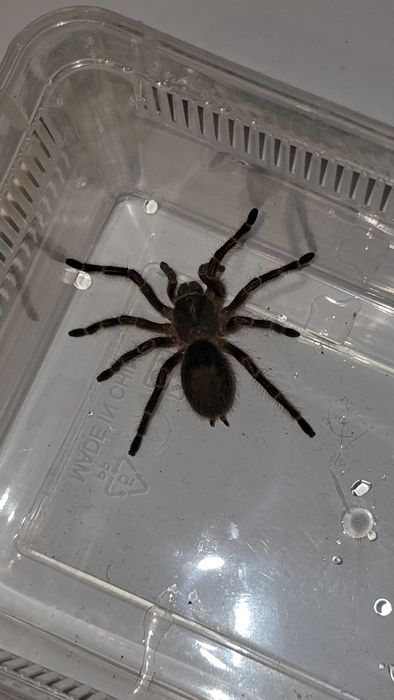 Зебровый птицеед Aphonopelma seemanni