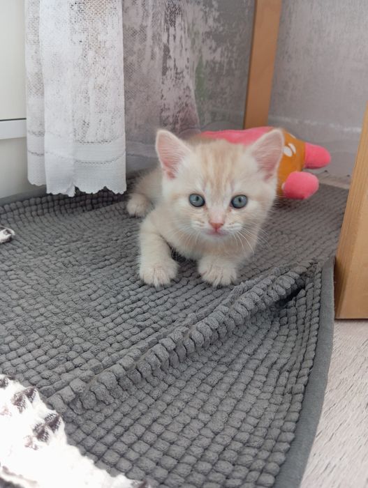 Продадим котёнка Скоттиш-страйт