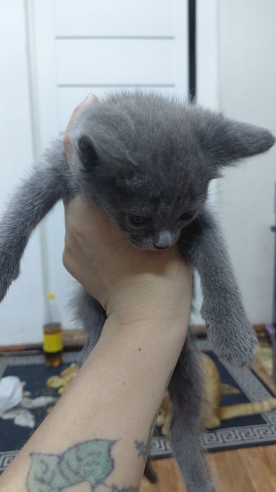 Отдам кошку и котят в добрые руки