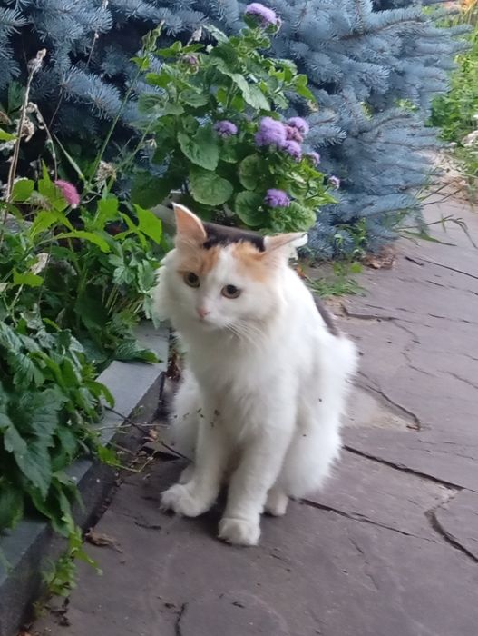 Кошка стерилизованная