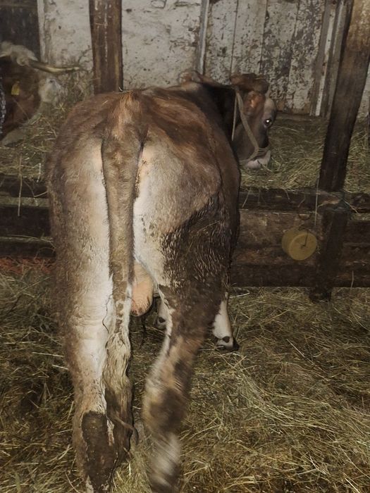 Vând vitel de 8 luni ,din vaca baltata!