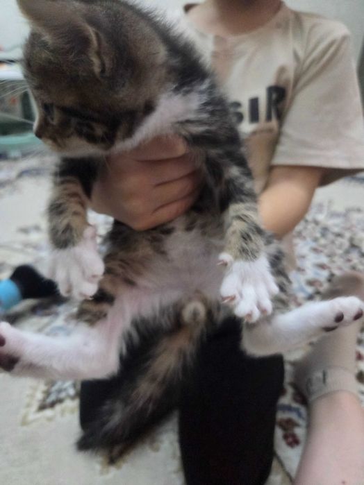 Отдам бесплатно котенка