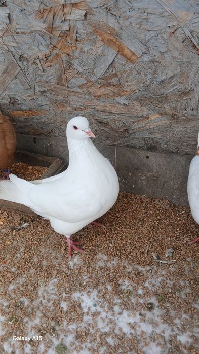 Am de vinzare 4porumbei kingi 2masculi modaini și 1 femela texan