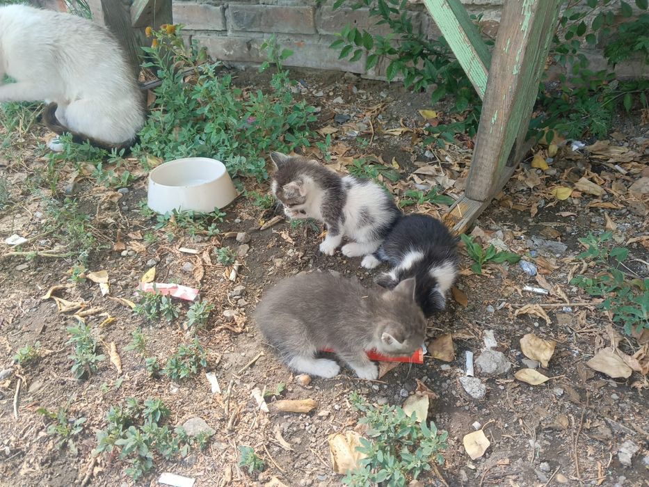 Отдадим котят в добрые руки