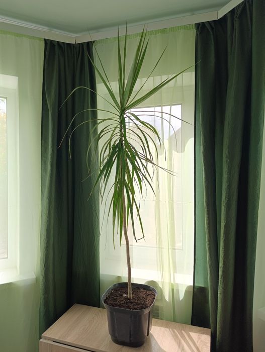 Драцена комнатное растение