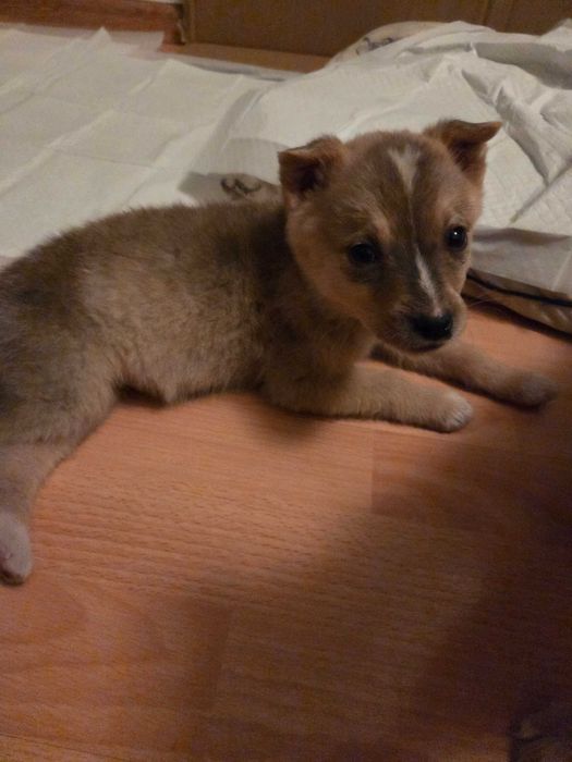 Щенки в добрые руки