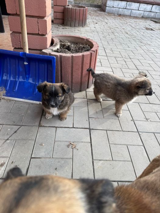 Отдам щенков в добрые руки