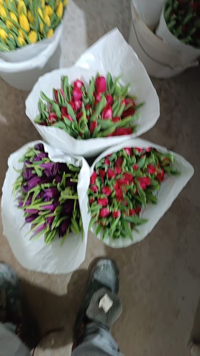 Тульпаны оптом от 50 штук