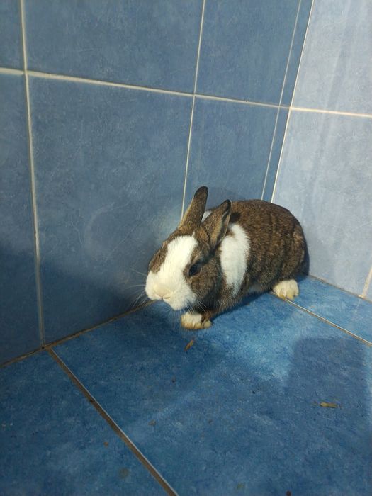 Karlik quyon sotiladi