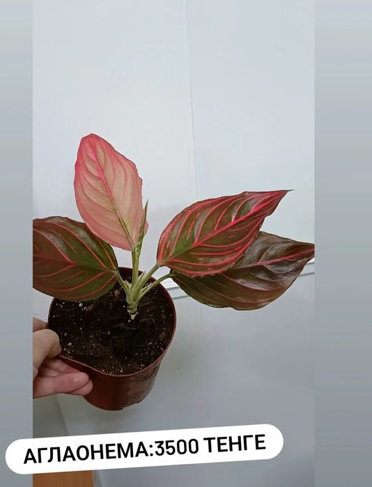 Аглаонема:3500 тенге