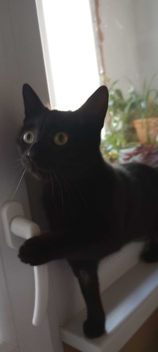 Котенца на десет месеца търсят дом.