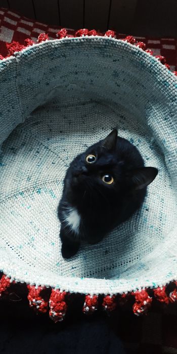 Мысык балдарын тегин беремин. Шиели