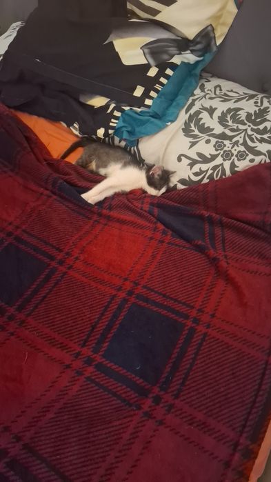 Dau spre adoptie pisica