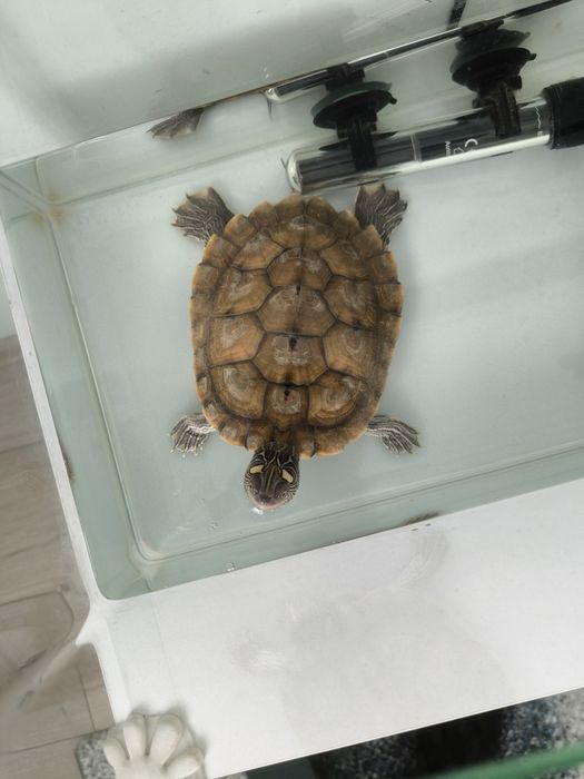 Schimb cu diferite specii de pești pentru acvariu