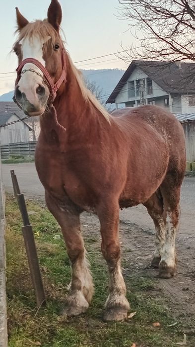 De vanzare cal castrat fara defecte cuminte blandete