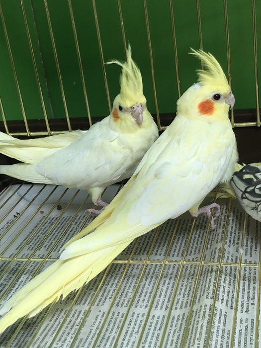 Кореллы желтые и белые