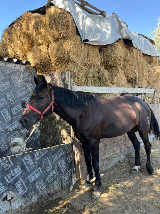 Көкпар айғыр сатылады