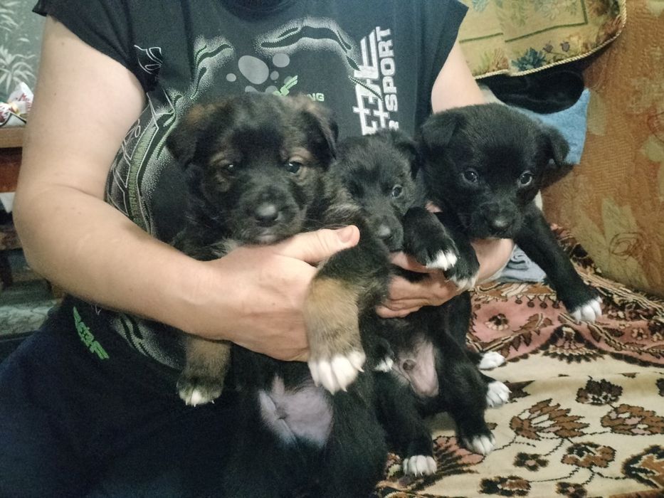 Щенки Руско европейской лайки