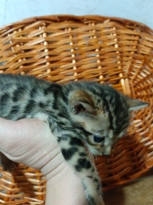 Бенгальский котёнок мальчик