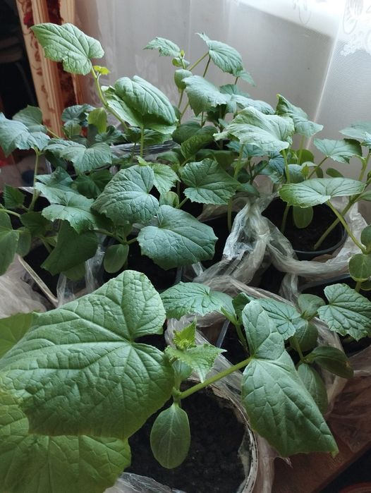 Продам рассаду  перец,капуста огурец