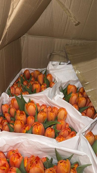 Тюльпаны на 8Марта