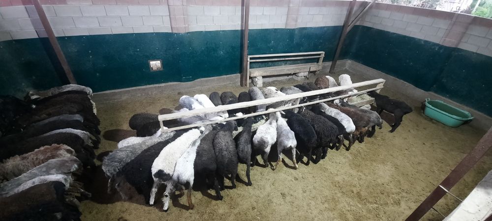 май семиз кой токты тусак кошкар