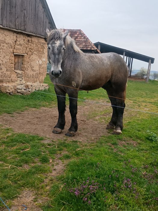 Vând mânz percheron 3 ani