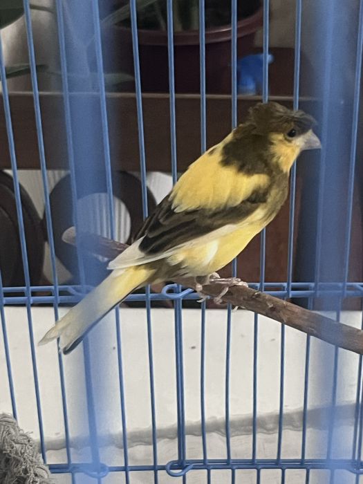 Канарейка самка вместе с келеткой