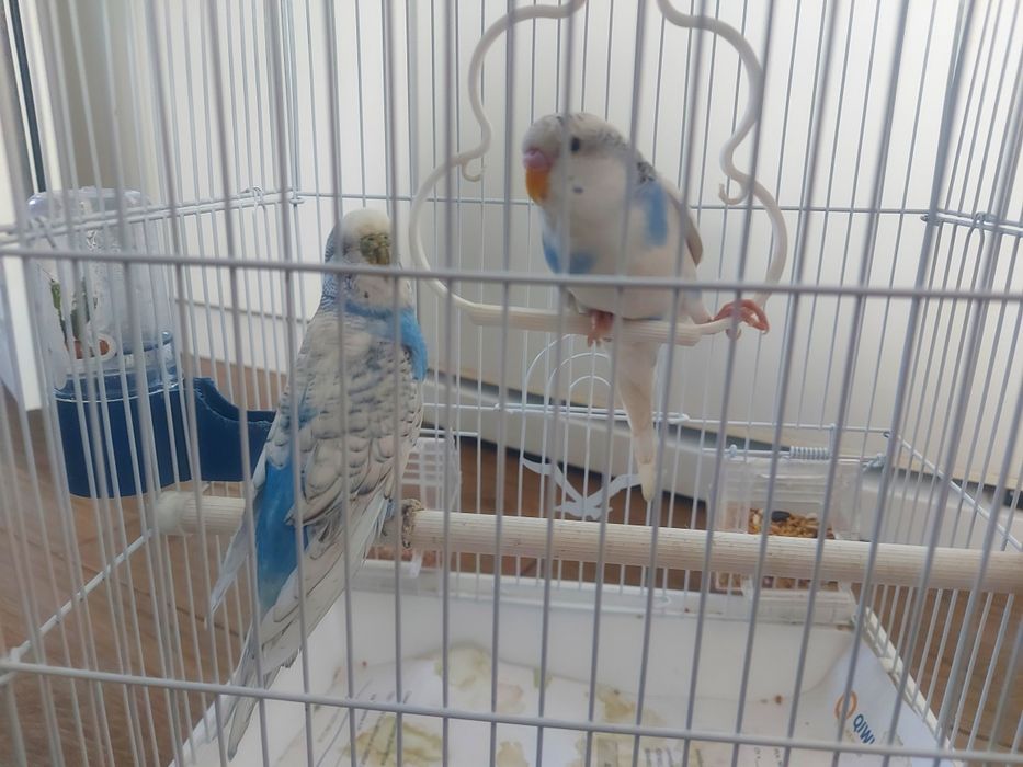 Волнистый попугай пара