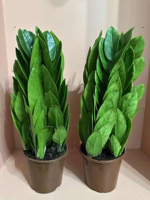 Комнатные цветы.