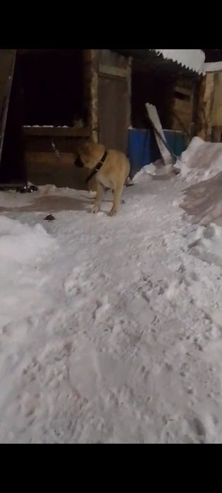 Алабай щенок 4 месяц