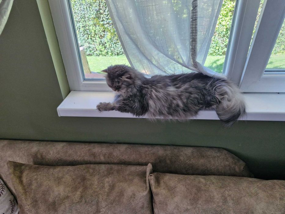 Котка домашен любимец