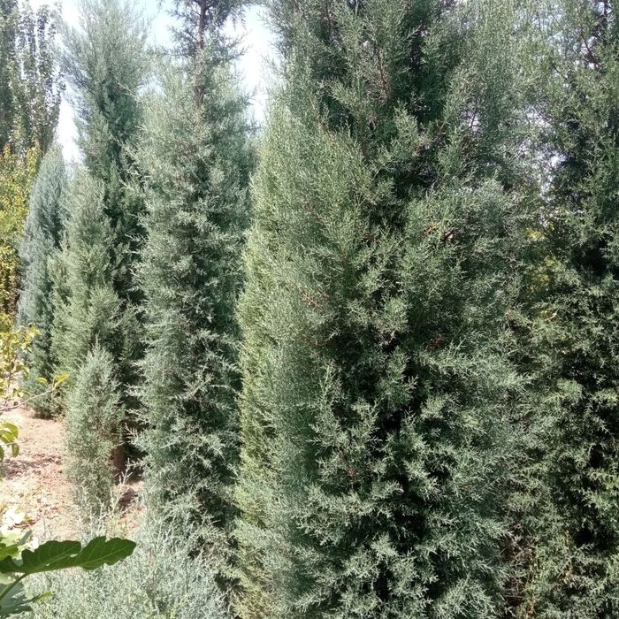 Arizona keparis archasi