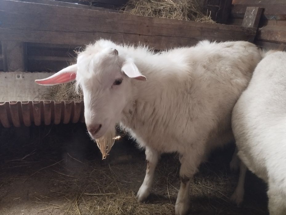 Теке сатылады 8 айлық пародисты