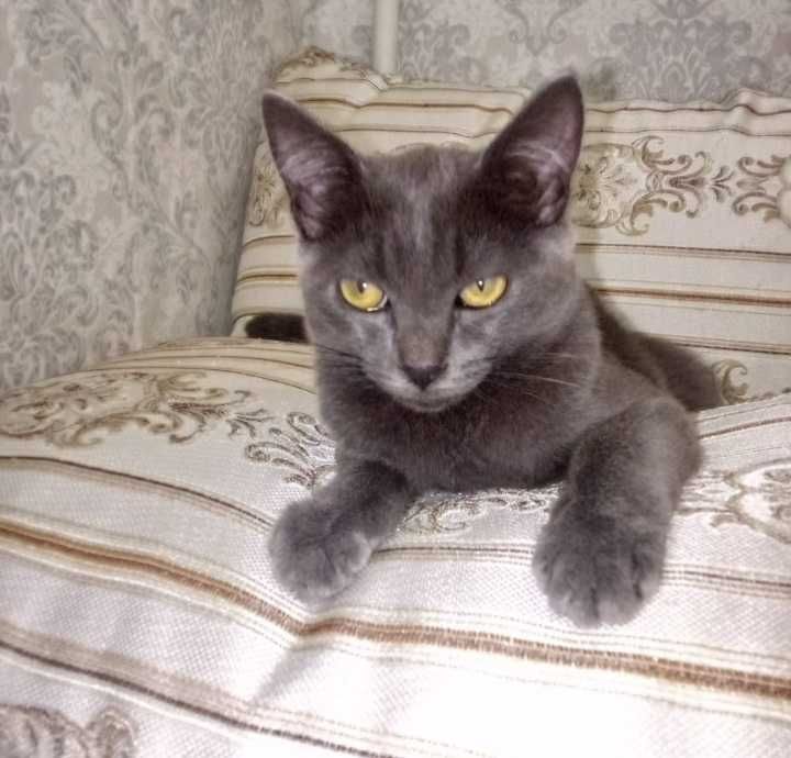 Котики редкой породы