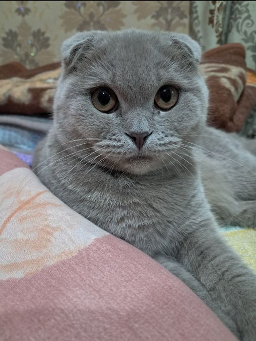 Продам британских котят!