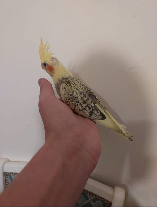 ручной корелла..