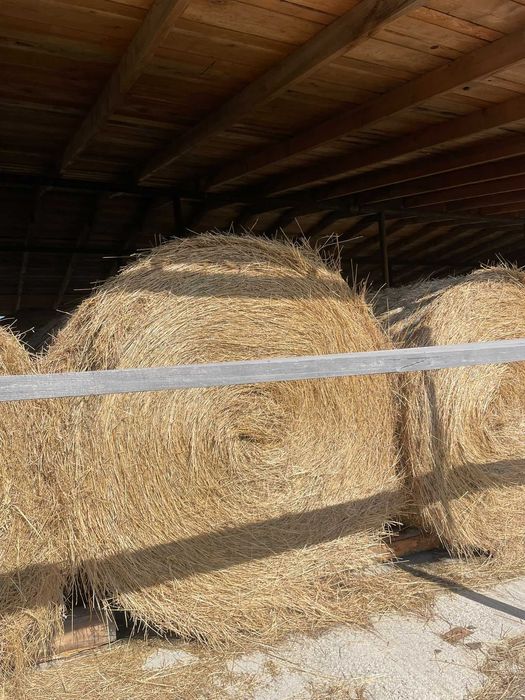 Vînd baloți de semănătură la 1.80 înălțime în jur de 500 600 kg