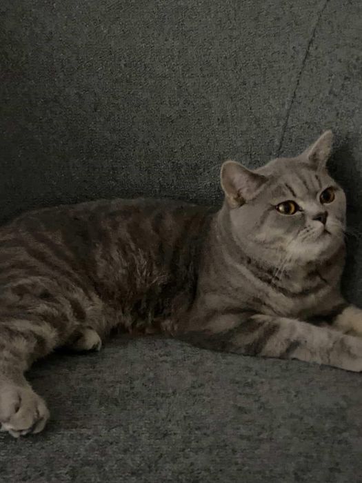 Британский кот 15 месяцный