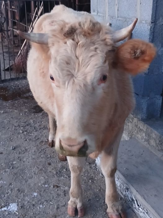 Ассалаумагалейкум сиыр сатылады