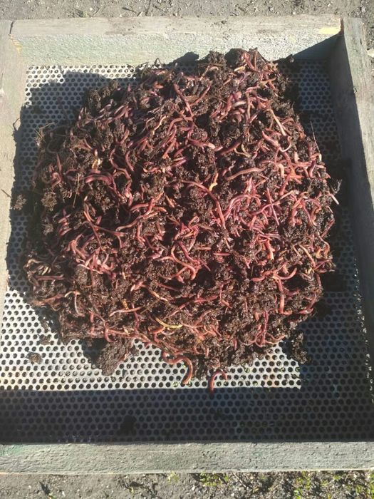 Черви технологические Старатель