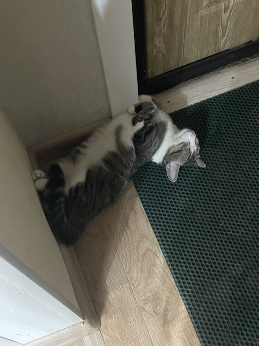 Отдаем кошечку в добрые руки