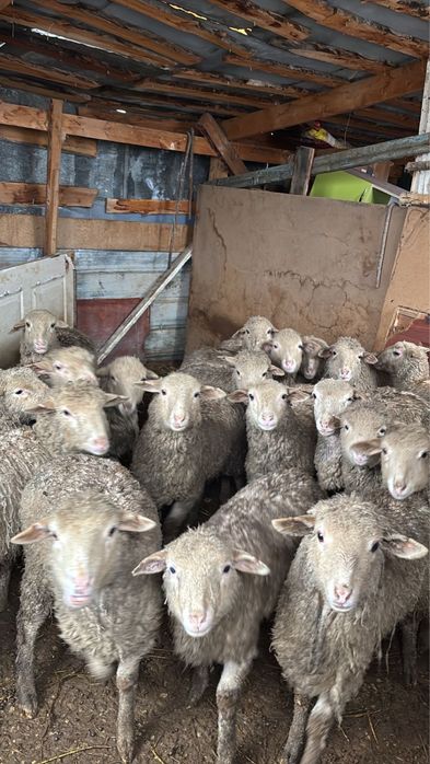 Продаю овец срочно 60тысяч
