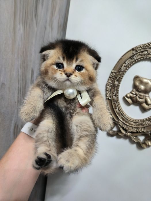 Котята от правильной вязки