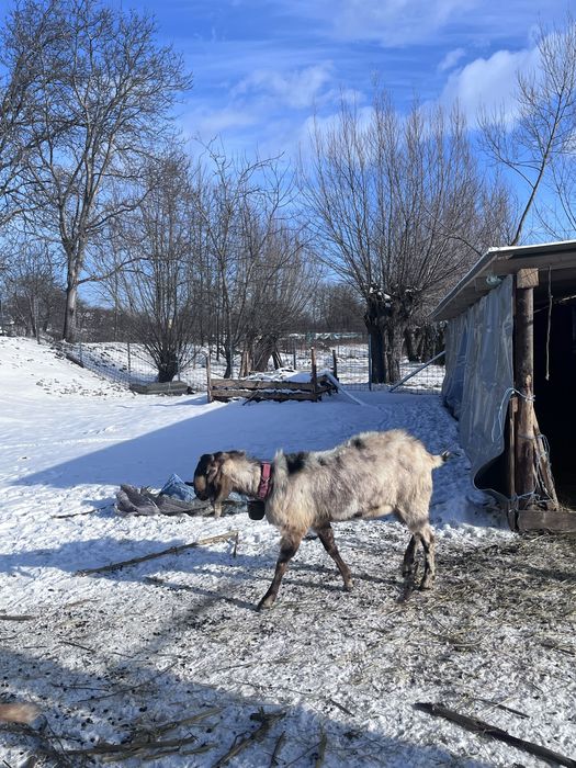 Vand tap Anglo Nubian