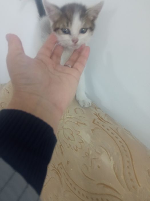 Котёночек - девочка, 1-1,5 мес. в надёжные руки