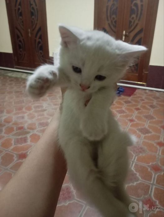 Mushuklar onasi va 3ta bolasi erkak bolalari