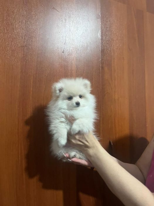 Щенки немецкого щпица