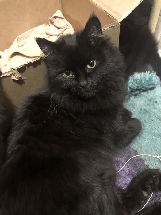 Отдам кошку и котенка